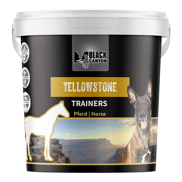 Black Canyon Trainers Yellowstone | Pferd
