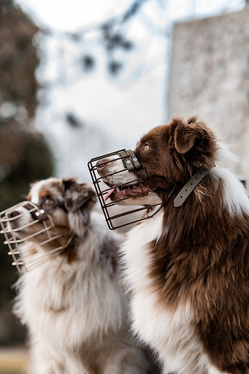 Unimon© Maulkorb Australian Shepherd Maulkorb verzinkt
