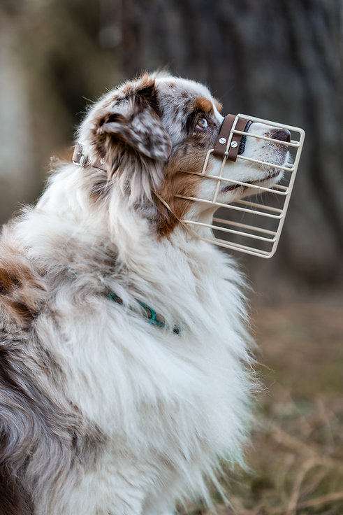 Unimon© Maulkorb Australian Sheperd verzinkt