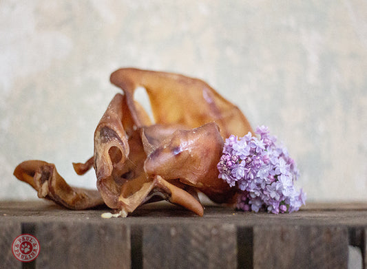 Paul und Paulina Rinderohren ohne Muschel