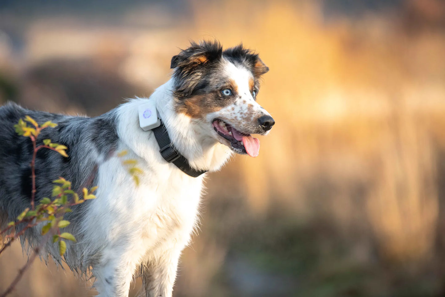 lildog GPS-Tracker und Aktivitätstracker für Hunde