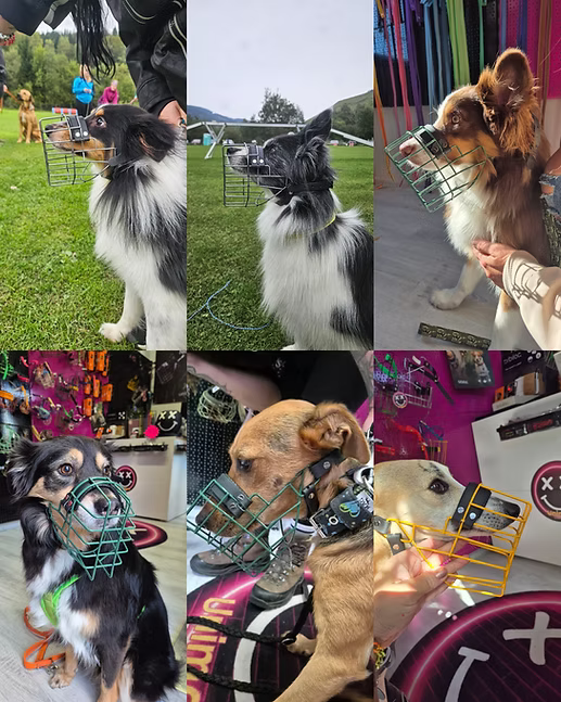 Unimon© Maulkorb MINI-Australian Shepherd Maulkorb verzinkt